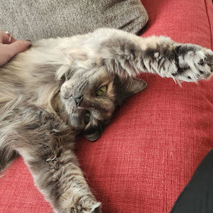 Meet your Posher, Jayla